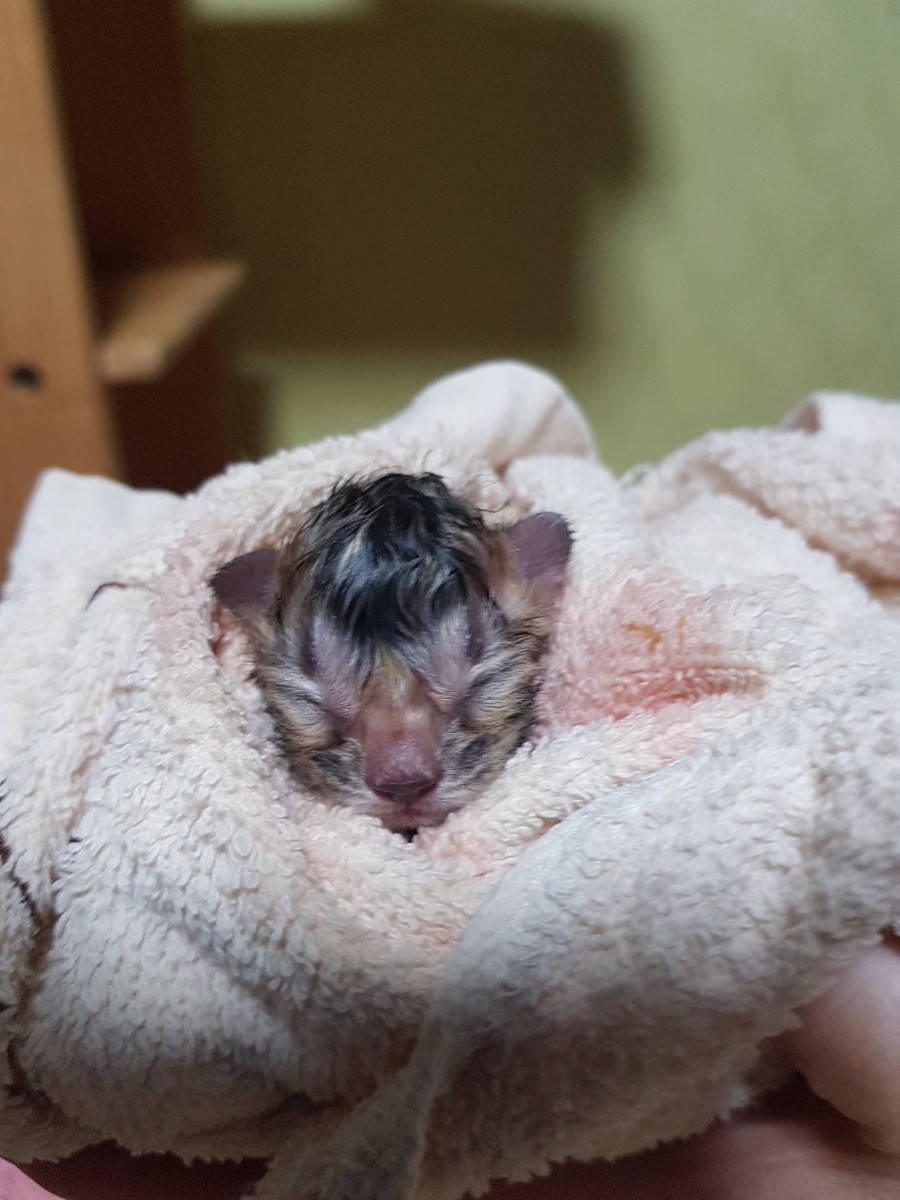 뱅갈고양이 꼬물이 태어났어요~ 관련 이미지 3