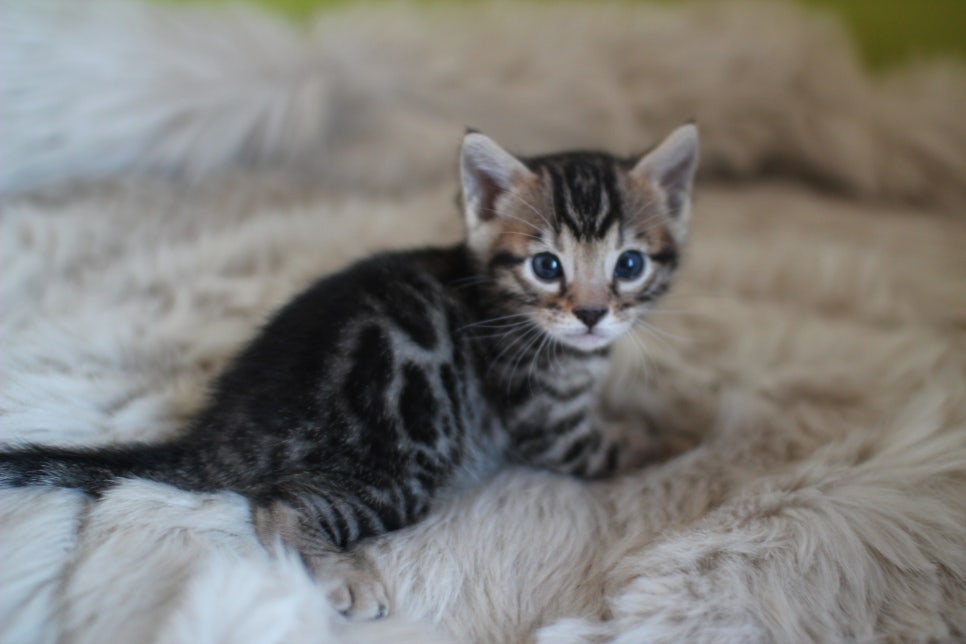 뱅갈고양이 분양 부티가 흘러요 흘러~ 관련 이미지 30