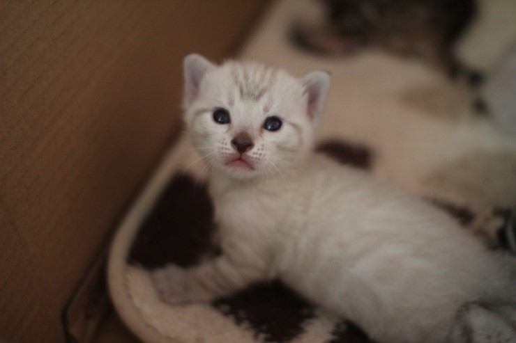 뱅갈고양이 앙증,깜찍 천사들^^ 관련 이미지 5