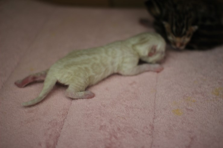 new litter 관련 이미지 2
