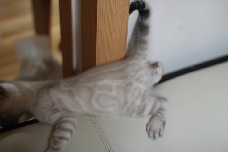 스노우 뱅갈고양이 밍돌이~ 관련 이미지 4