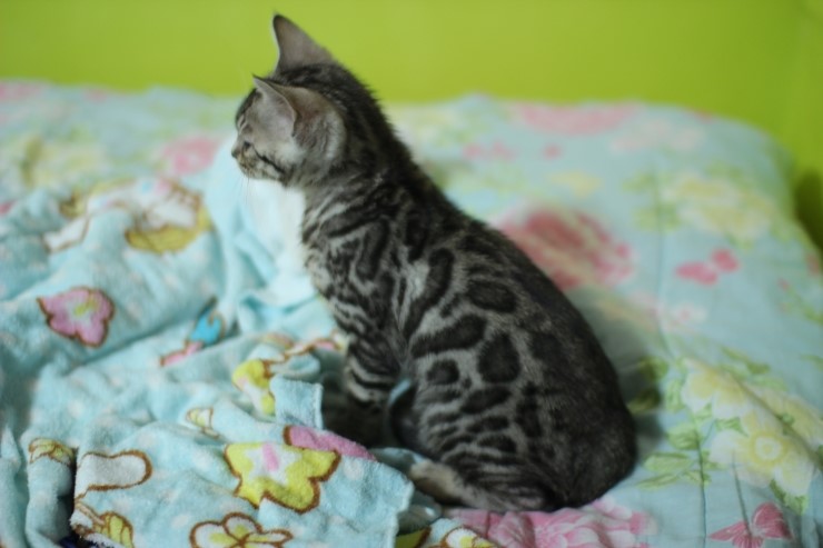 깡총깡총 실버 뱅갈고양이 남아 분양 관련 이미지 10