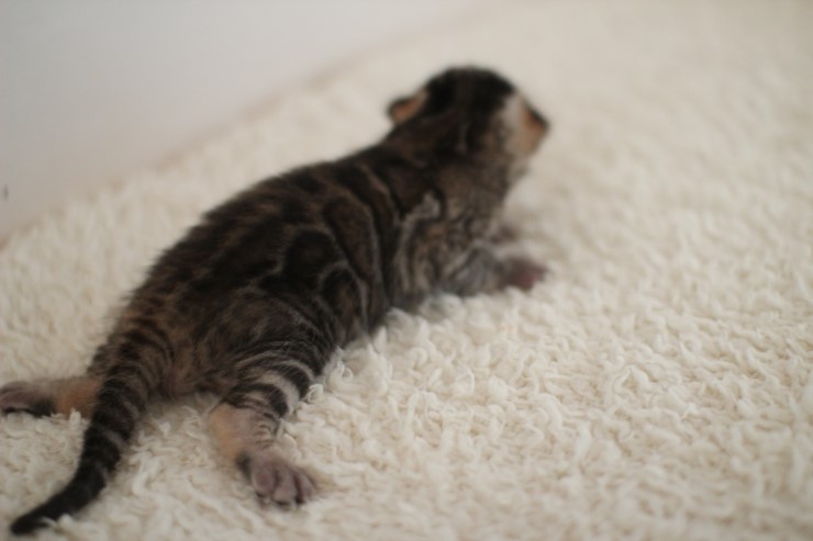 뱅갈고양이 꼬물이 남아예요~ 관련 이미지 1