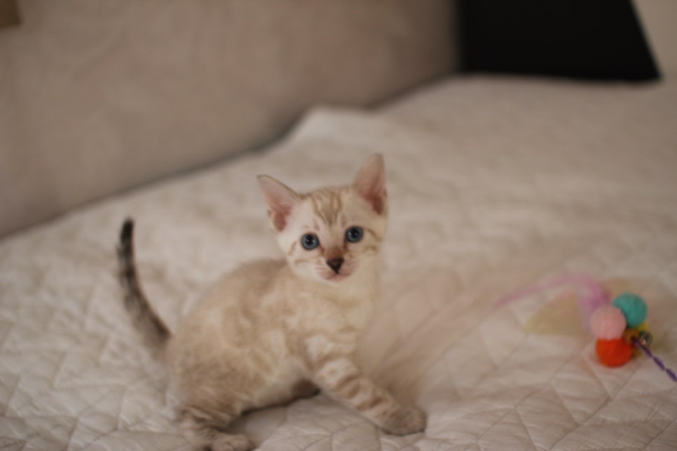 분양중인 뱅갈고양이 브라운 남아,스노우 여아예요~ 관련 이미지 19