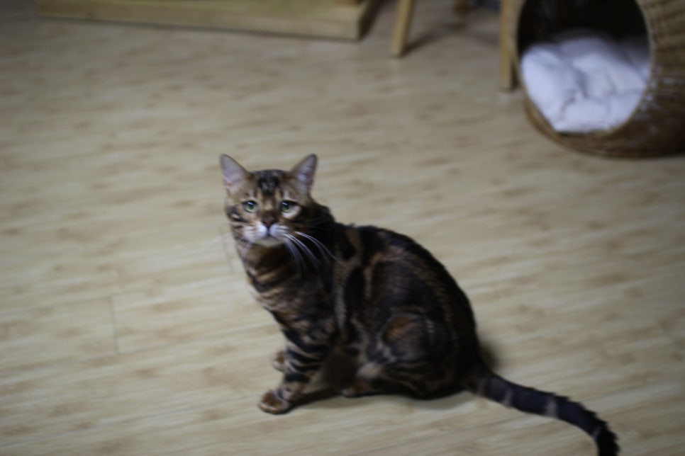 스파블 뱅갈고양이 블랙홀 오랜만에 한컷~ 관련 이미지 1