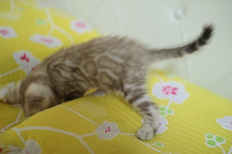 실밍크 뱅갈고양이 형과 아우에요~ 관련 이미지 8