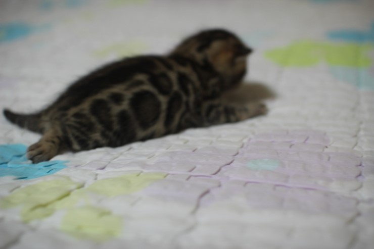 뱅갈고양이 빅로젯 남아 입니다~ 관련 이미지 7