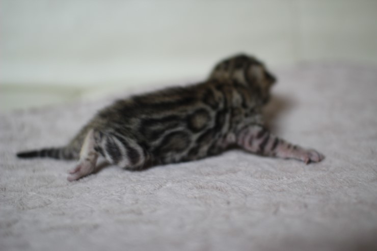 뱅갈고양이 실버랑 브라운 꼬물이 관련 이미지 13