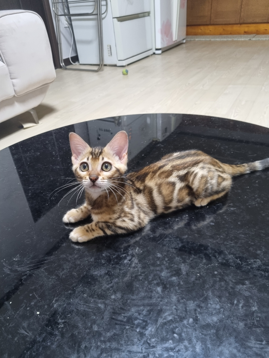 초미묘 개냥이 뱅갈고양이 여아 분양해요 관련 이미지 4