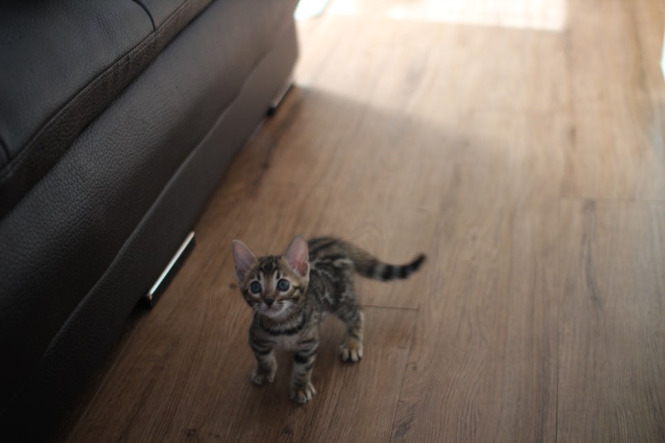 앙증맞은 귀염둥이 브라운 뱅갈고양이 여아 분양해요~ 관련 이미지 6