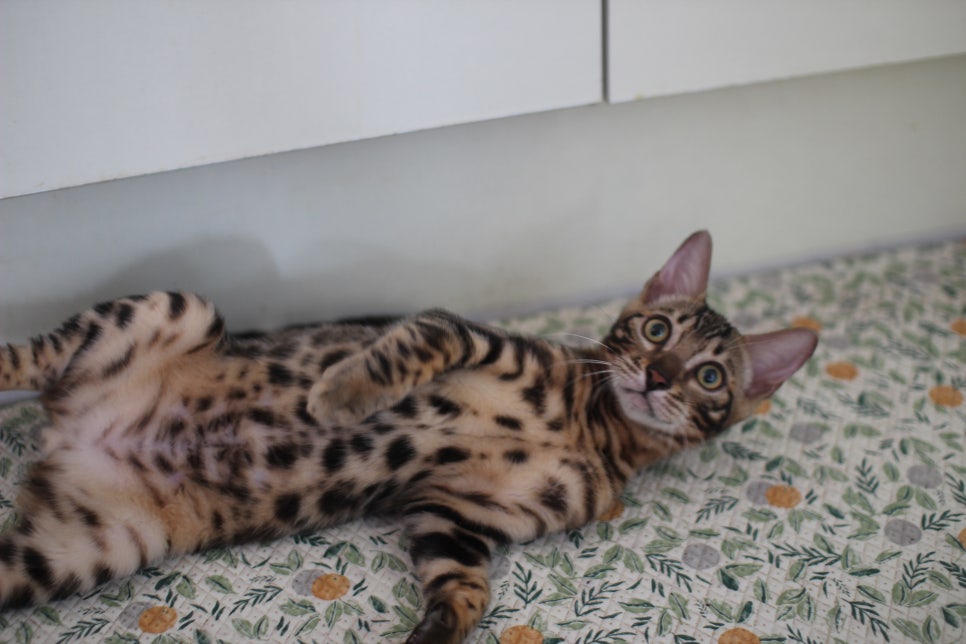 뱅갈고양이분양 애교가 넘치는 아이들 관련 이미지 6