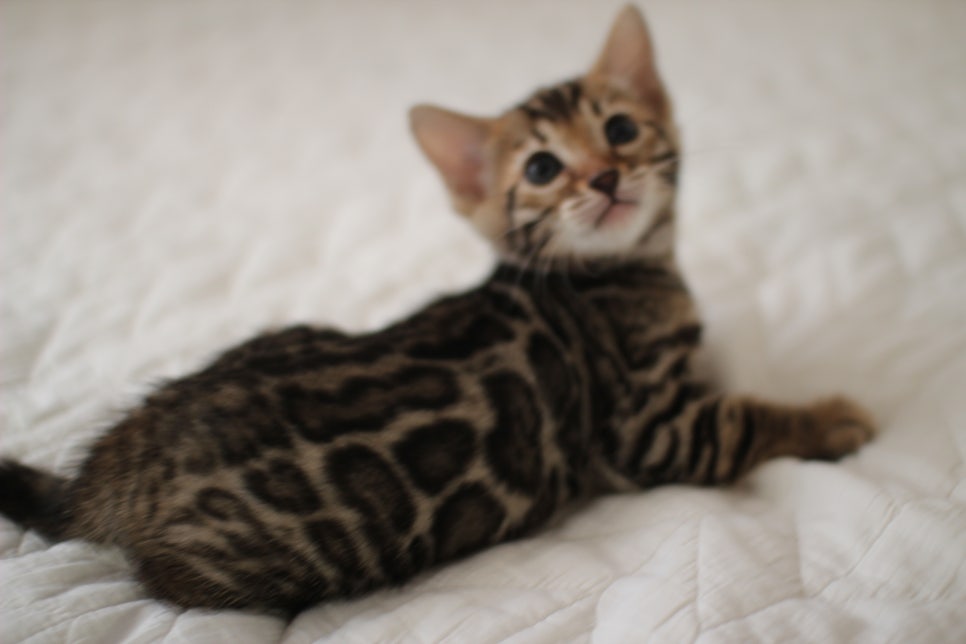 분양중인 뱅갈고양이 브라운 남아,스노우 여아예요~ 관련 이미지 2