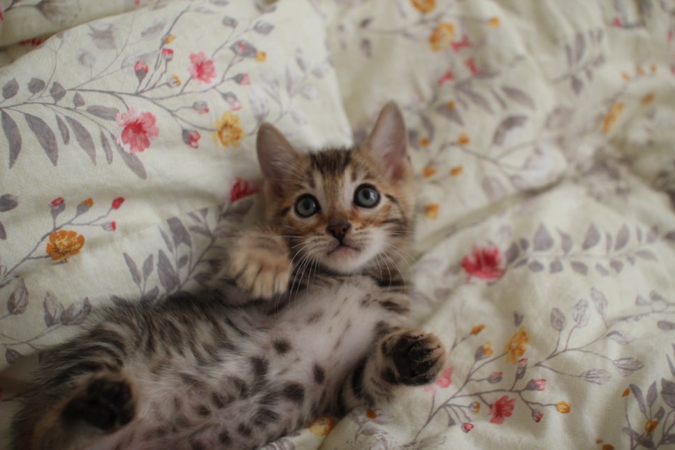 뱅갈고양이 개냥이를 찾으세요? 관련 이미지 6