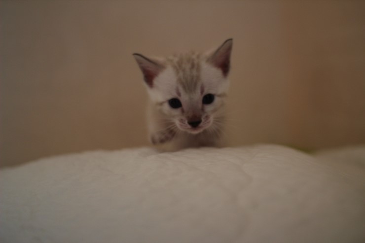 뱅갈고양이 분양 그냥 지나칠수 없을걸? 관련 이미지 10