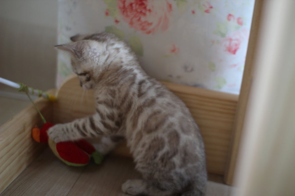 뱅갈고양이에 매력은 끝이 없어요! 관련 이미지 20