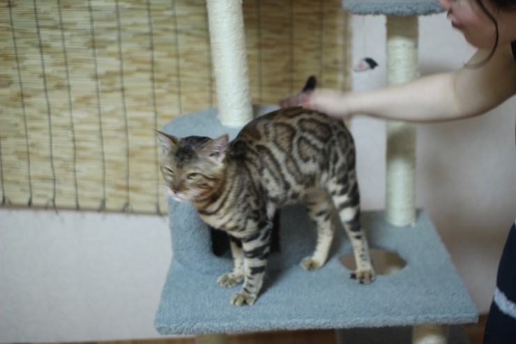 뱅갈고양이 장고 신났네요 ㅎㅎㅎ 관련 이미지 3