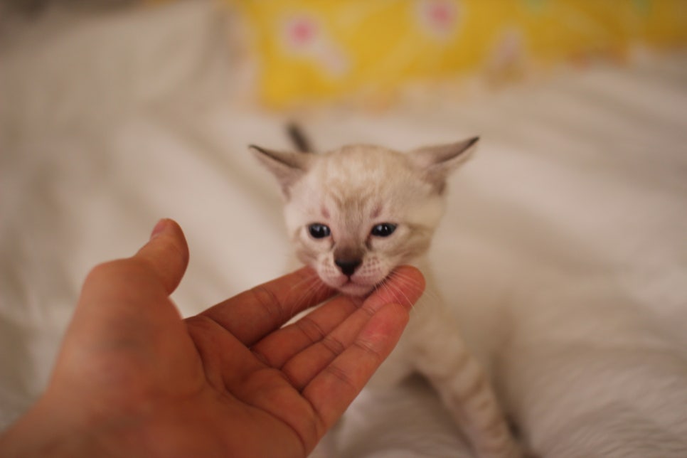 스노우뱅갈고양이 꼬맹이들 분양해요~ 관련 이미지 13