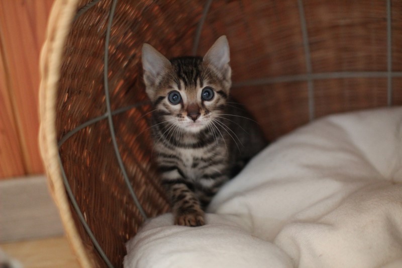 귀요미 뱅갈고양이 꼬꼬마들~ 관련 이미지 1