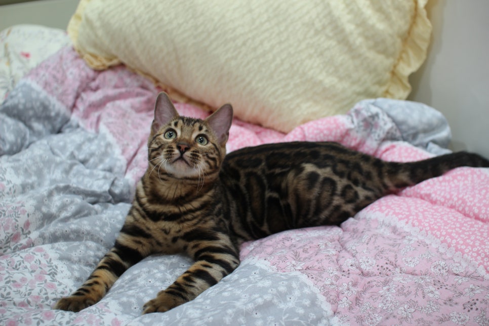 성격 좋고 건강미 넘치는 뱅갈고양이 남아 분양해요~ 관련 이미지 6