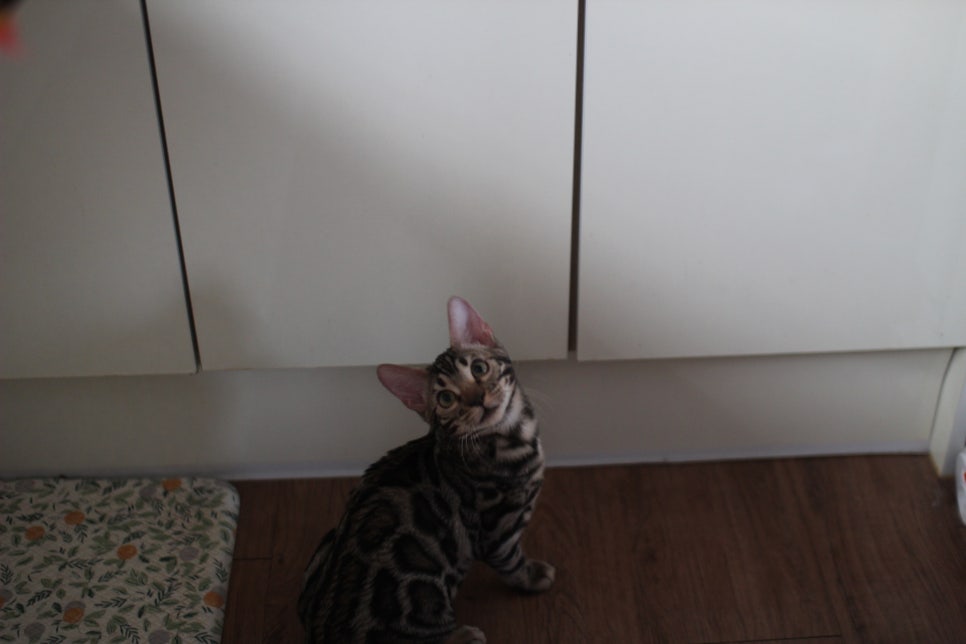 사람을 너무나 좋아하는 강아지 같은 뱅갈고양이 남아 분양해요^^ 관련 이미지 10