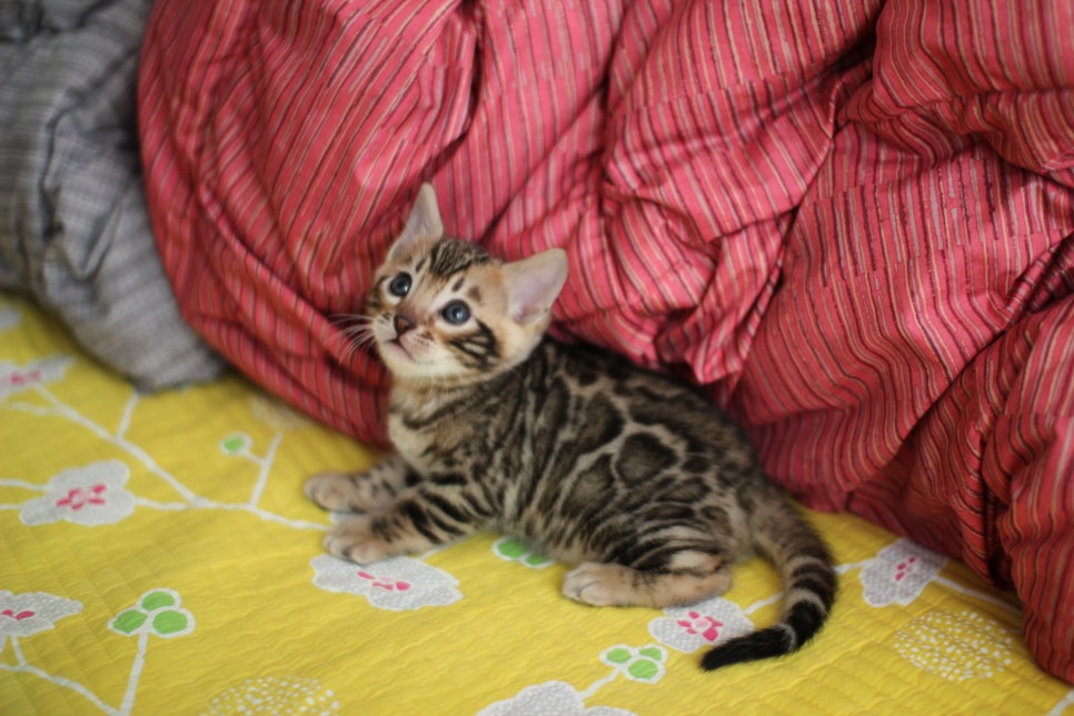 뱅갈고양이 남아 분양중 입니다~ 관련 이미지 9