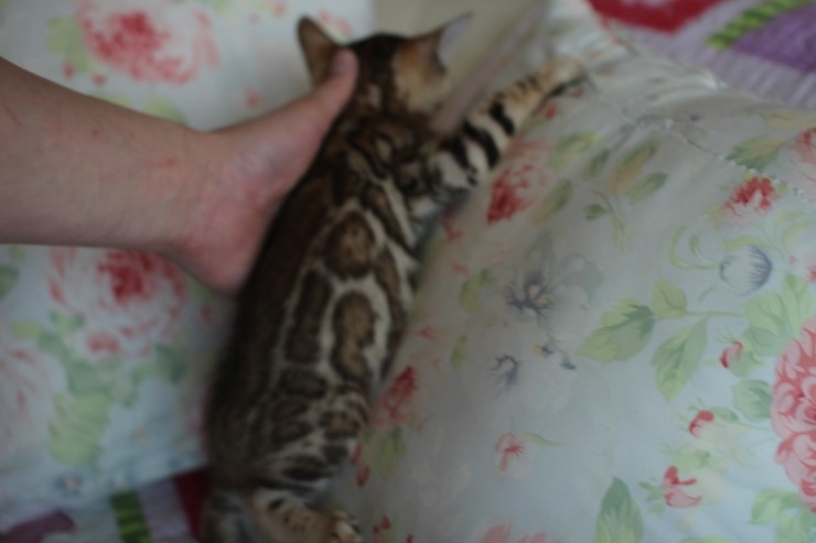왕눈이 브라운 뱅갈고양이 키퍼여아 입니다~~ 관련 이미지 4