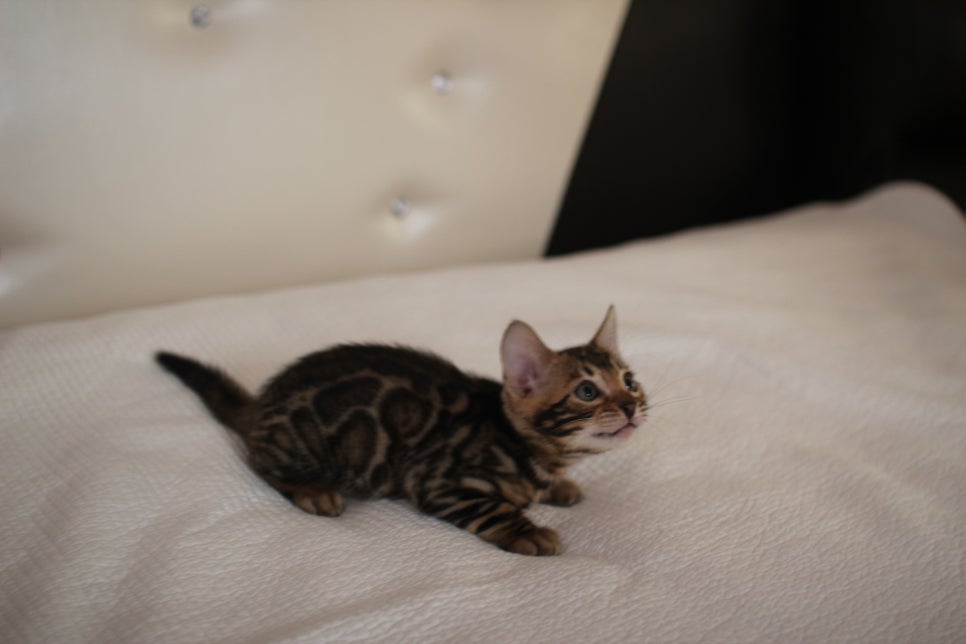 우리 첫째 뱅갈고양이 남아 고양이 맞지? 강아지 아니지? ㅎㅎ 관련 이미지 2