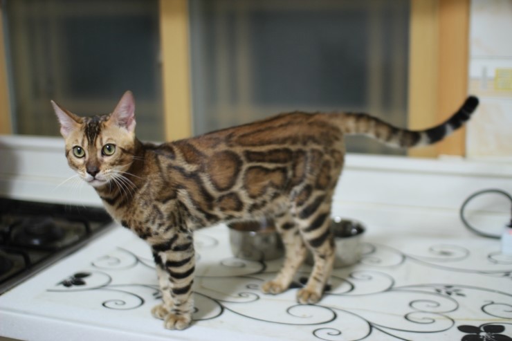 뱅갈고양이 키퍼 남아 워리어 입니다~^^ 관련 이미지 5