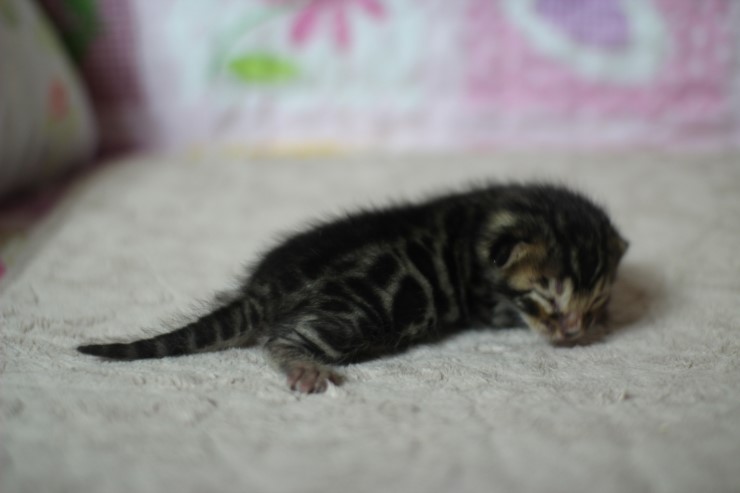 실버뱅갈고양이 꼬물이들 탄생 샤샤샷 관련 이미지 18