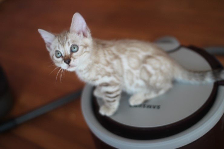 실밍크 뱅갈고양이 남아예요~ 관련 이미지 4