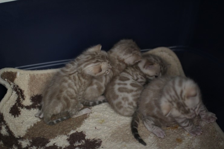 실밍크 스노우뱅갈고양이 분양 천사냥이 4남매 관련 이미지 6