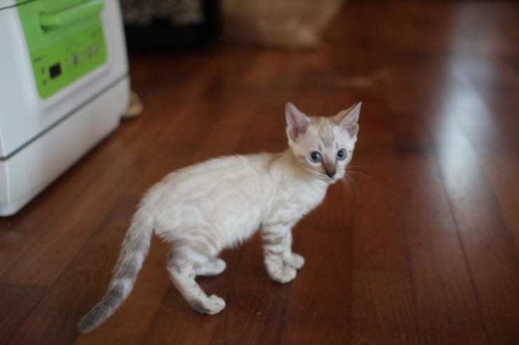 스노우뱅갈고양이 꼬맹이 깡패~ 관련 이미지 9