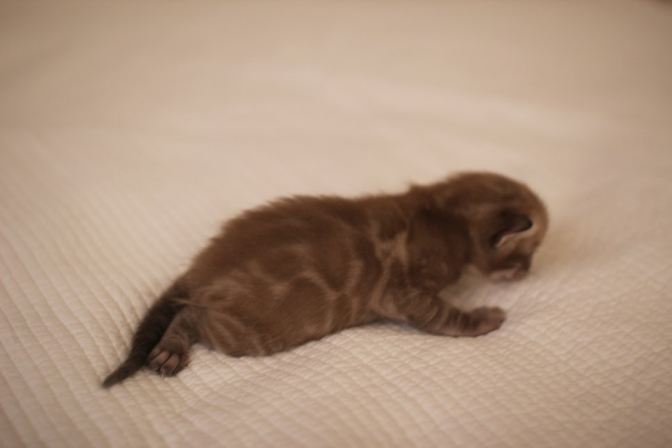 고퀄리티 스노우뱅갈고양이 아이들 분양합니다~ 관련 이미지 5