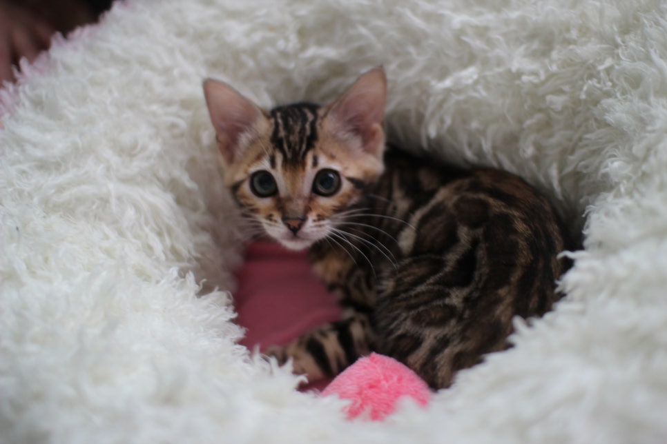 왕눈이 개냥이 브라운 뱅갈고양이 여아 분양해요~ 관련 이미지 1