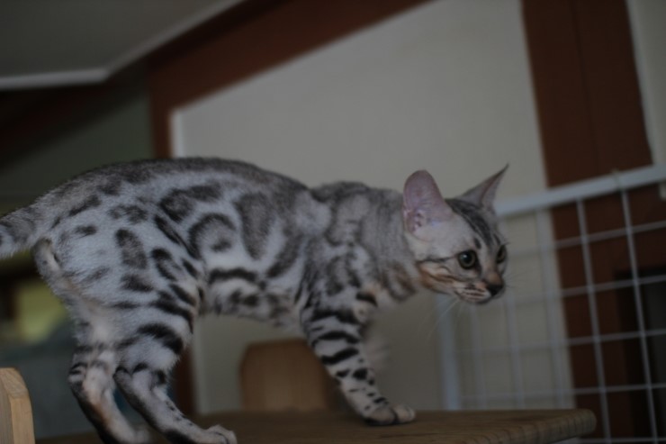 뱅갈고양이 귀염둥이들~ 관련 이미지 1