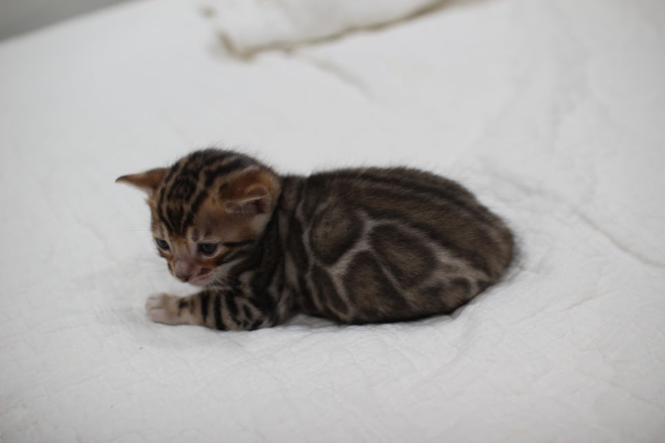 브라운 뱅갈고양이 남아 모색이 점점 더 이뻐지고 있어요~ 관련 이미지 1