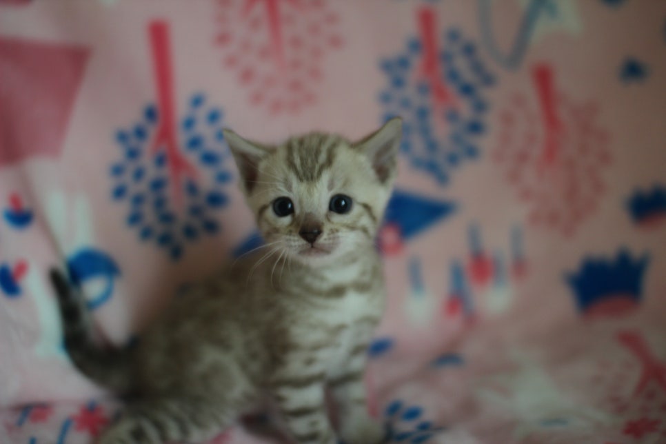 스노우뱅갈고양이 분양은 소유가 최고지! 관련 이미지 24