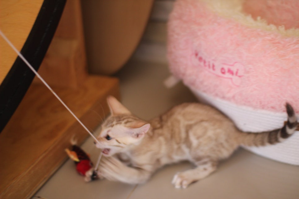 뱅갈고양이분양 진정한 개냥이란 관련 이미지 14