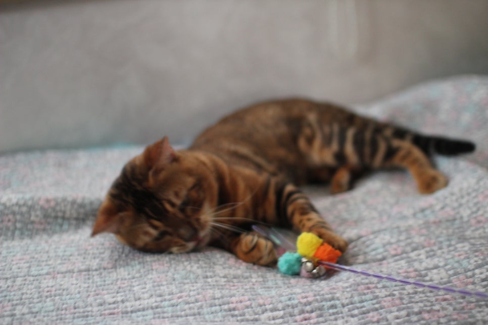 소유뱅갈캐터리 원탑 오랜만에 사진 찍었어요~ 관련 이미지 12