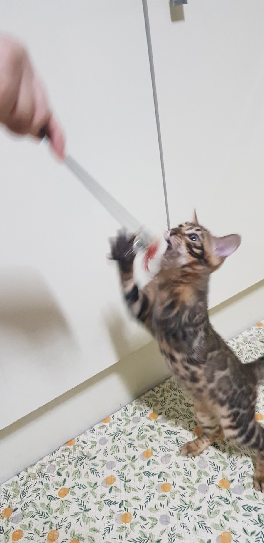 브라운 뱅갈고양이 남아 귀엽죠? 관련 이미지 2