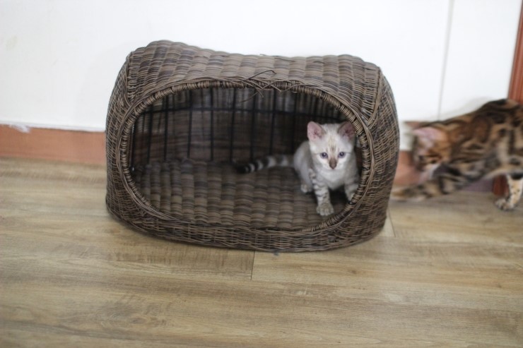 뱅갈고양이,뱅갈고양이 분양, 링컨이에 껌딱지 뱅갈고양이 초아~~~~ 관련 이미지 6