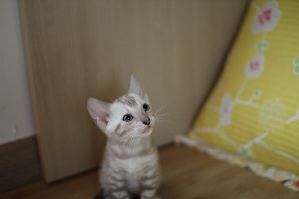 뱅갈고양이 로망묘 실밍크 매력에 빠져들어 보세요~ 관련 이미지 11