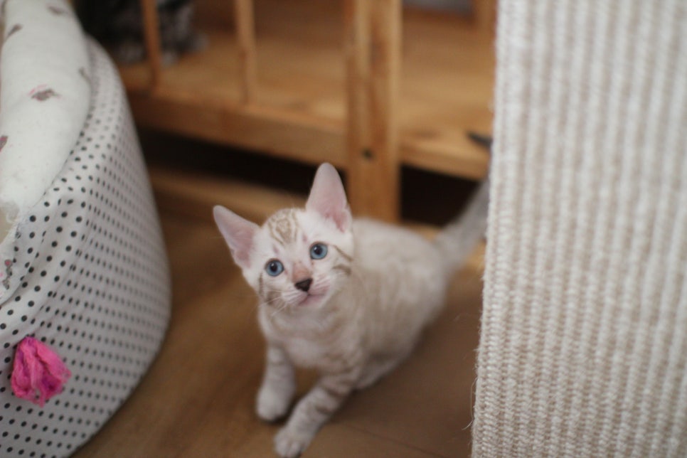 뱅갈고양이분양 요정 같나요? 관련 이미지 1