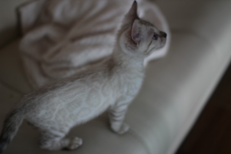 스노우 뱅갈고양이 흰둥이~ 관련 이미지 3
