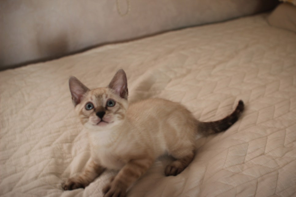 엄청 엄청 개냥이 스노우뱅갈고양이 남아 분양해요~ 관련 이미지 3