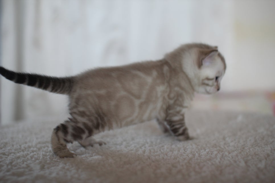 스노우 뱅갈고양이 꼬맹이 너무 이뻐요^^ 관련 이미지 5