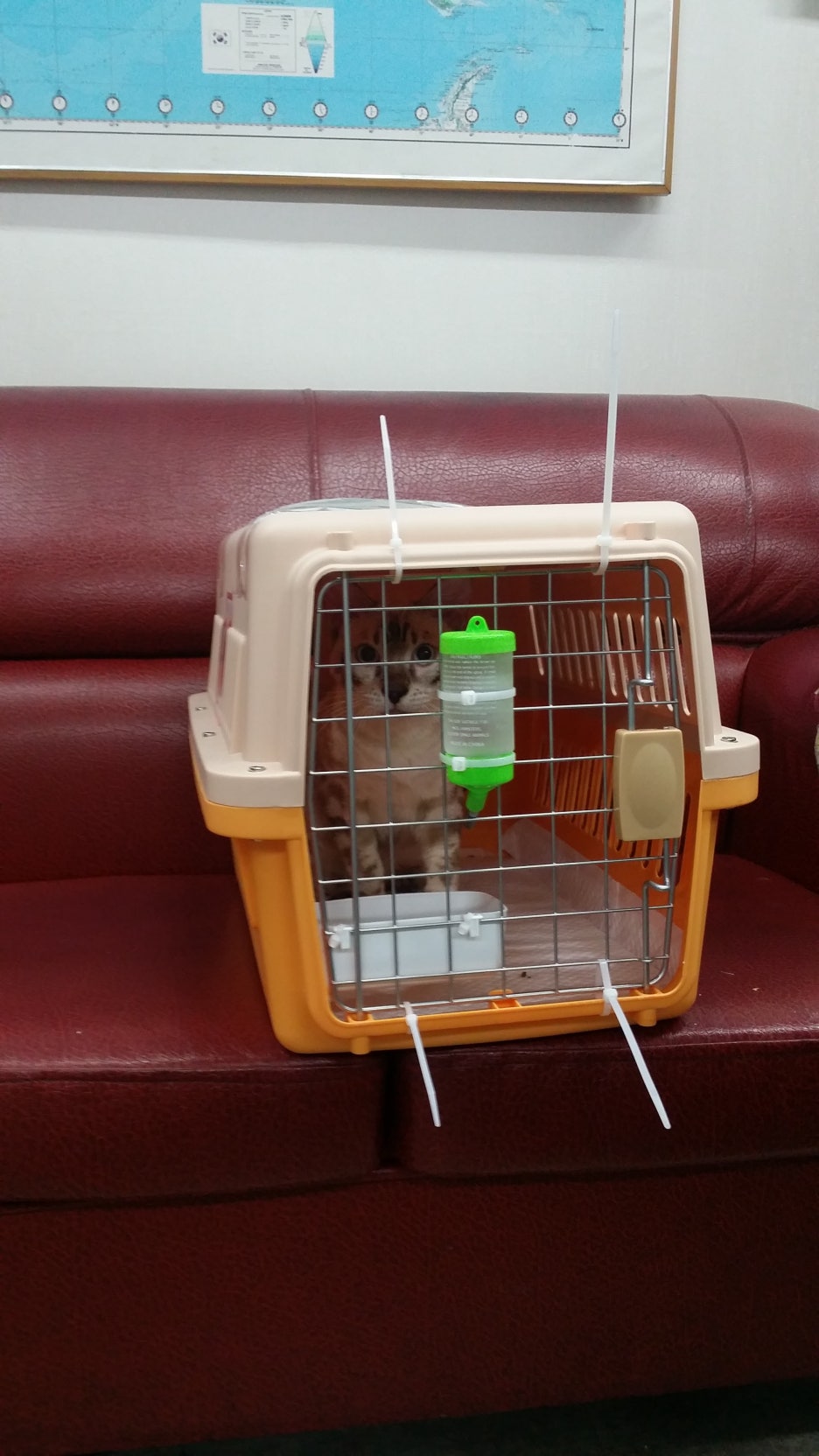 뱅갈고양이 해외로 가는 아이 관련 이미지 1