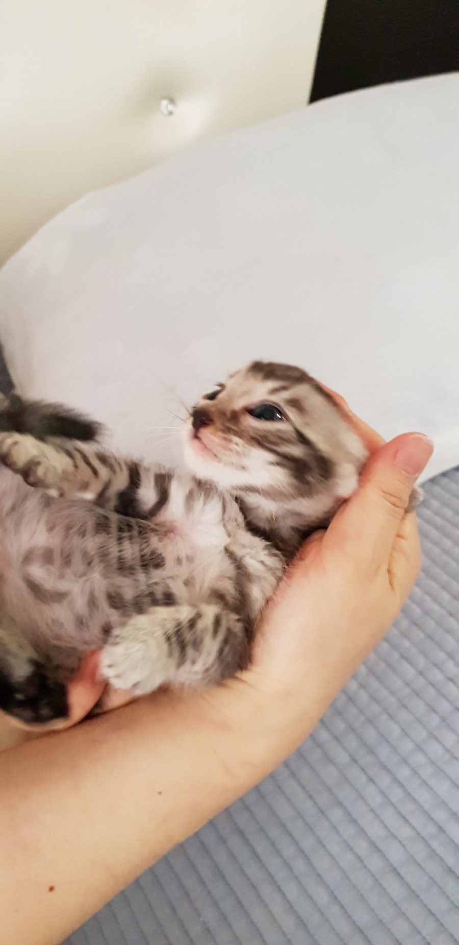 빅로젯 실버뱅갈고양이 꼬맹이 남아 입니다~ 관련 이미지 4