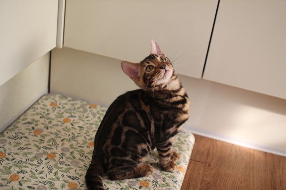 브라운 뱅갈고양이 분양중인 아이들 오늘 모습 입니다~ 관련 이미지 8