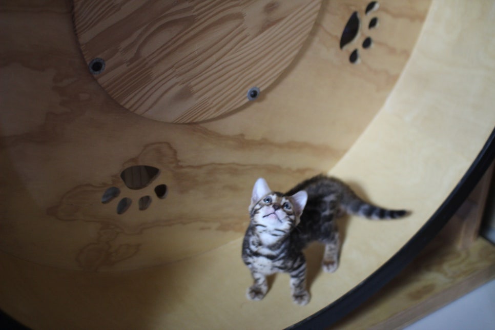 브라운 뱅갈고양이 남아 분양해요~ 관련 이미지 2